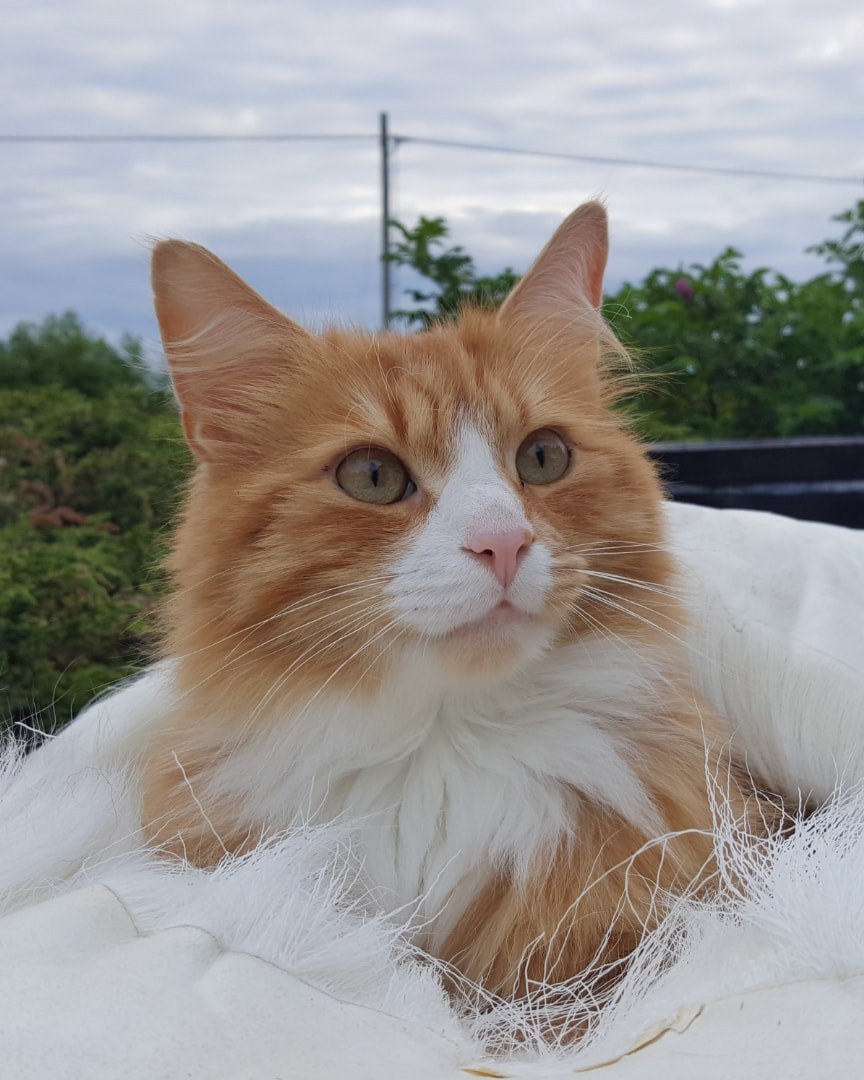 Mobilbilde av katten Timmy tatt ute i hagen