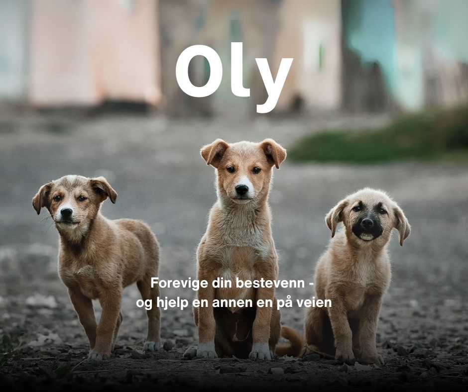 Støtt vårt arbeid for hunder i nød